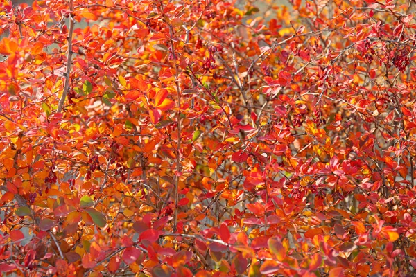 Boomtakken Met Rode Bladeren Bessen Het Herfstpark — Stockfoto