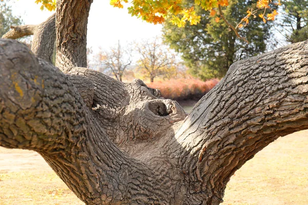 Дерево Осеннем Парке Крупный План — стоковое фото