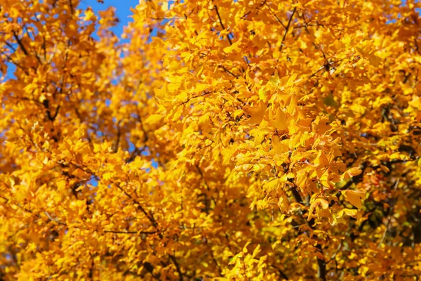 Gałęzie Drzew Żółtymi Liśćmi Jesienny Dzień Zbliżenie — Zdjęcie stockowe