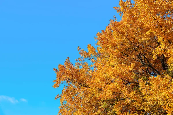 Trees Yellow Leaves Autumn Day — Stock Photo, Image