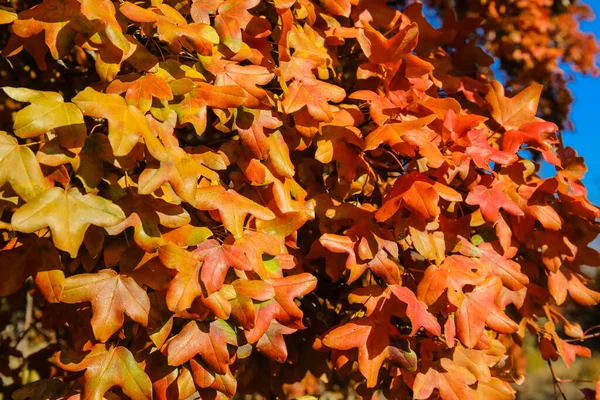 Δέντρα Φύλλα Πορτοκαλιάς Την Ημέρα Του Φθινοπώρου Κοντινό Πλάνο — Φωτογραφία Αρχείου