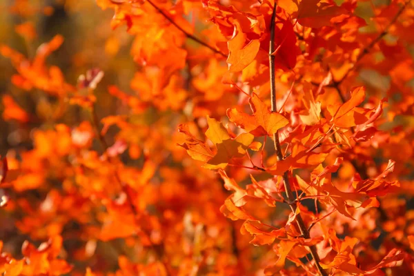 Boomtakken Met Sinaasappelbladeren Herfstdag Close — Stockfoto