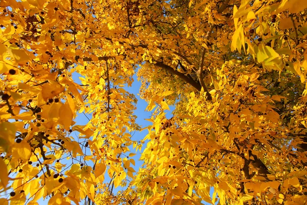 Árbol Con Hojas Amarillas Bayas Día Otoño — Foto de Stock