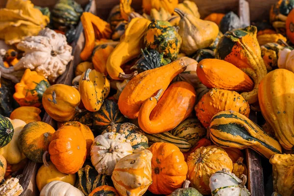 Stand Con Calabazas Frescas Granja Primer Plano — Foto de Stock