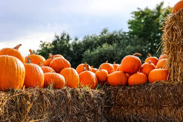 Orangefarbene Kürbisse Auf Heuhaufen Auf Bauernhof — Stockfoto