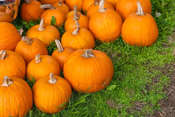 Oranje Pompoenen Groen Gras — Stockfoto