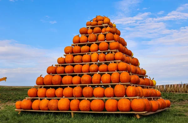 Stand Mit Orangefarbenen Kürbissen Auf Bauernhof — Stockfoto