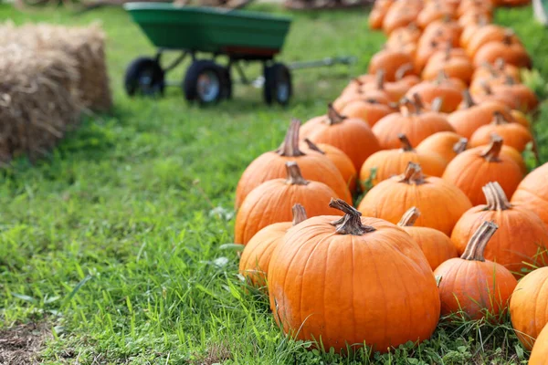 Çiftlikteki yeşil çimlerde turuncu balkabakları, yakın plan.