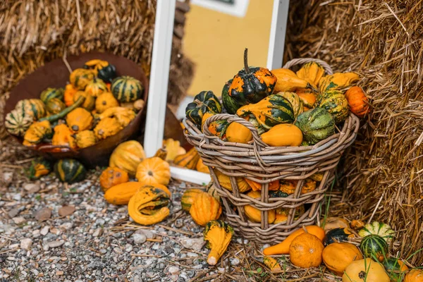 Basket Fresh Pumpkins Haystack Farm — Stock Photo, Image