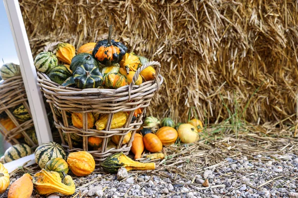 Cesta Con Calabazas Frescas Cerca Pajar Granja — Foto de Stock