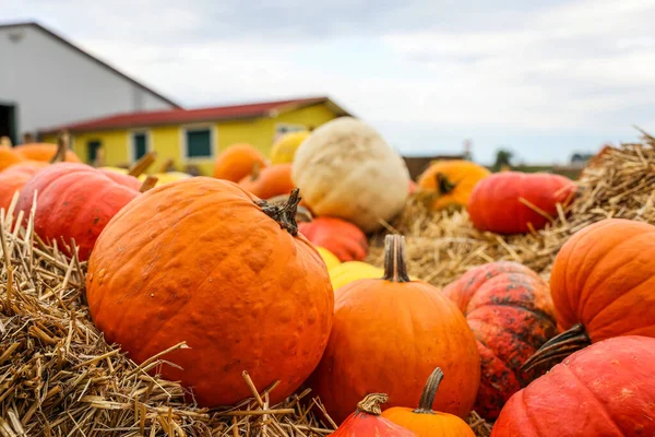 Calabazas Frescas Heno Granja Primer Plano — Foto de Stock