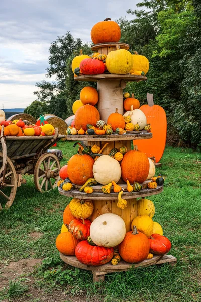 Stand Mit Frischen Kürbissen Auf Bauernhof — Stockfoto