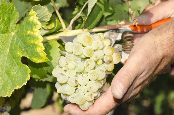 Harvester and grape — Stock Photo, Image