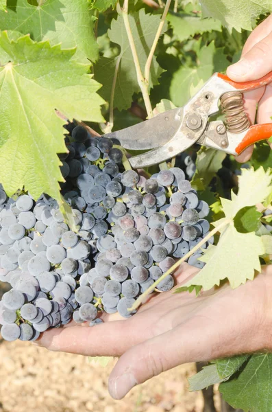 Grape picker in action — Stock Photo, Image