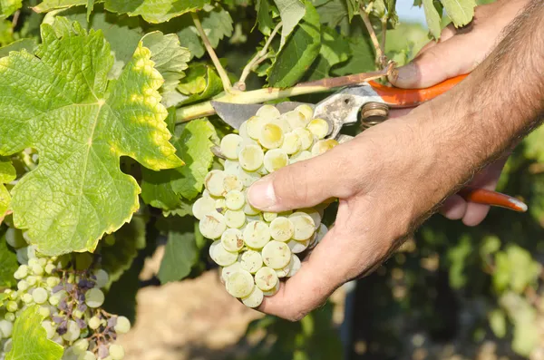 Harvester hands — Stock Photo, Image