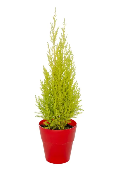 Fir in a red pot isolated — Stock Photo, Image