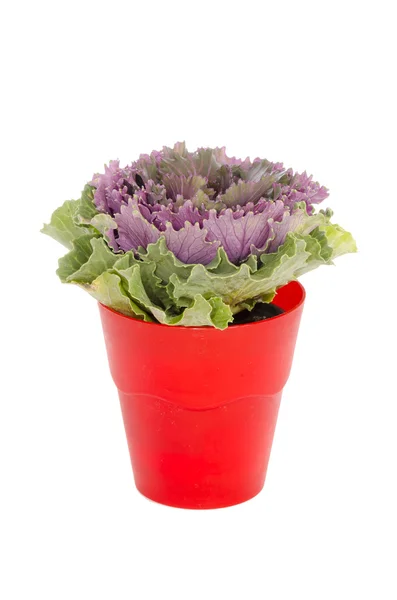 Purple cabbage in pot isolated — Stock Photo, Image
