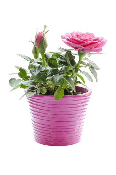 Rose in vaso isolato — Foto Stock
