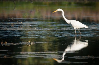 Ardea alba tisza eski yatağında balık yakalamak