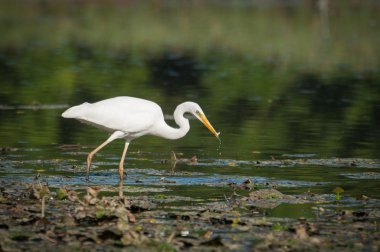 Ardea alba tisza eski yatağında balık yakalamak
