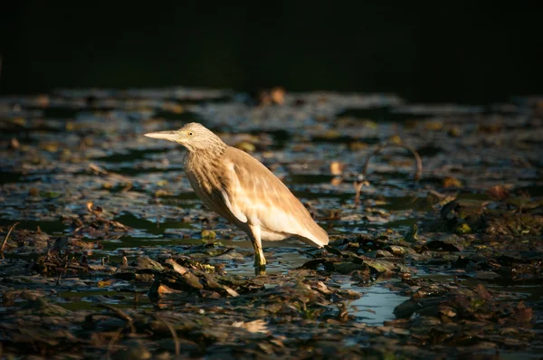 Yelow heron vangen van vis in het oude bed van de tisza — Stockfoto