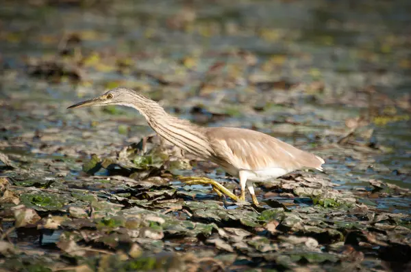 Yelow heron catch fish in the old bed of the Tisza — Stock Photo, Image