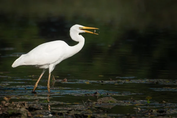 Ardea alba vangen van vis in het oude bed van de tisza — Stockfoto