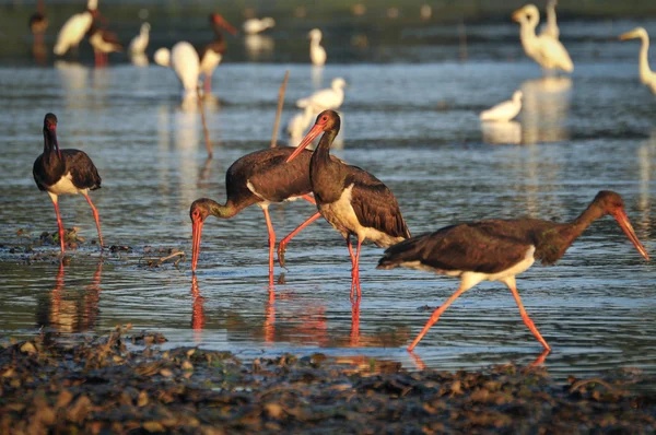 Black Stork catch fish in the old bed of the Tisza — Stock Photo, Image