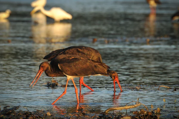 Black Stork catch fish in the old bed of the Tisza — Stock Photo, Image