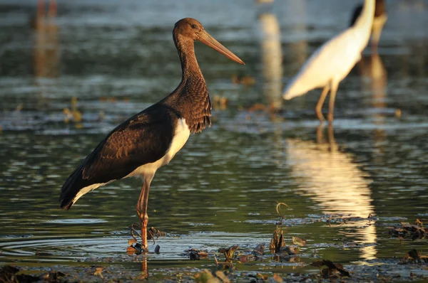 Black Stork catch fish in the old bed of the Tisza — Stock Photo, Image