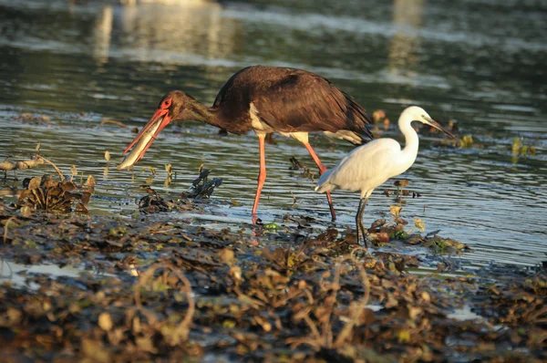 Black Stork catch fish in the old bed of the Tisza — Stock Photo, Image