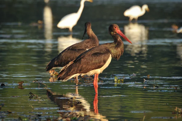 Svart stork fånga fisk i den gamla sängen av tisza — Stockfoto