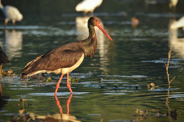 Black Stork catch fish in the old bed of the Tisza — Stock Photo, Image