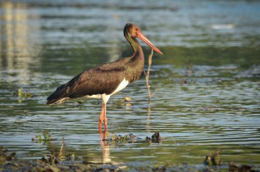 siyah leylek tisza eski yatağında balık yakalamak