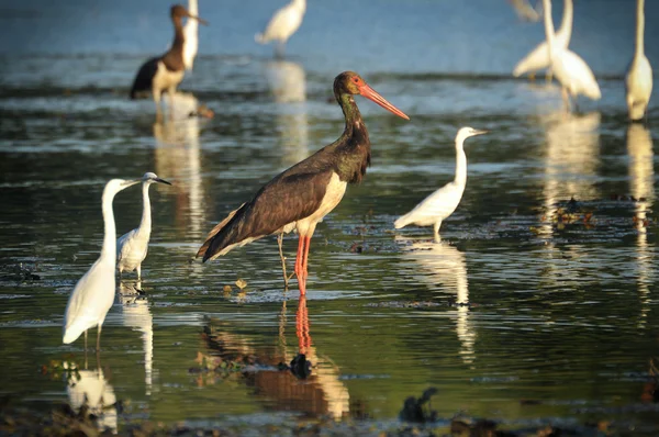 Svart stork fånga fisk i den gamla sängen av tisza — Stockfoto