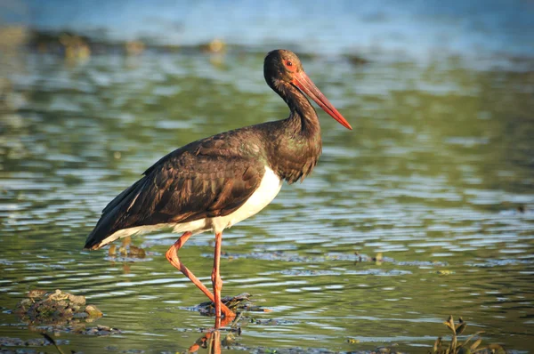 Black Stork catch fish in the old bed of the Tisza — Stock Photo, Image