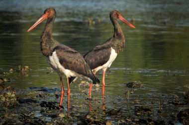 siyah leylek tisza eski yatağında balık yakalamak