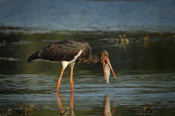 Black Stork catch fish in the old bed of the Tisza — Stock Photo, Image