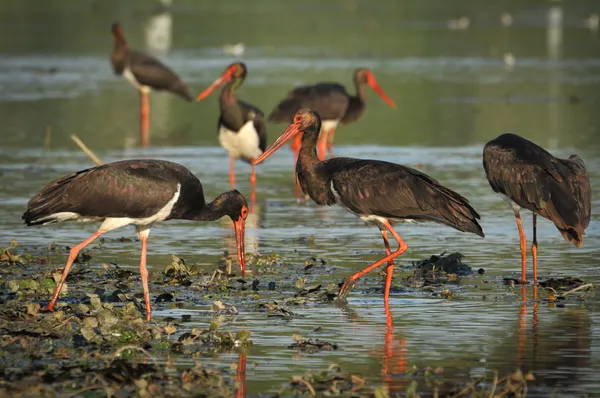 Black Stork catch fish in the old bed of the Tisza — Stock Photo, Image