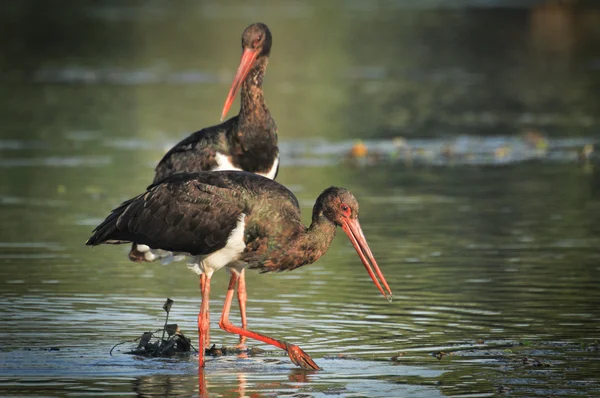 Black Stork catch fish in the old bed of the Tisza — Stock Photo, Image