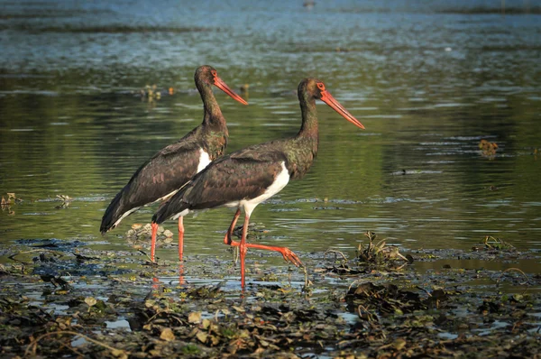 Black Stork catch fish in the old bed of the Tisza — Stock Photo, Image