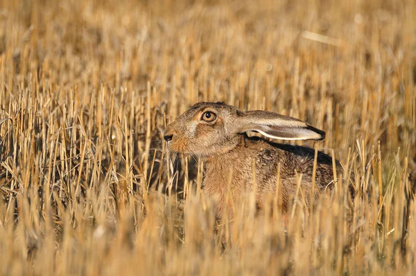 European wild rabbit — Stock Photo, Image