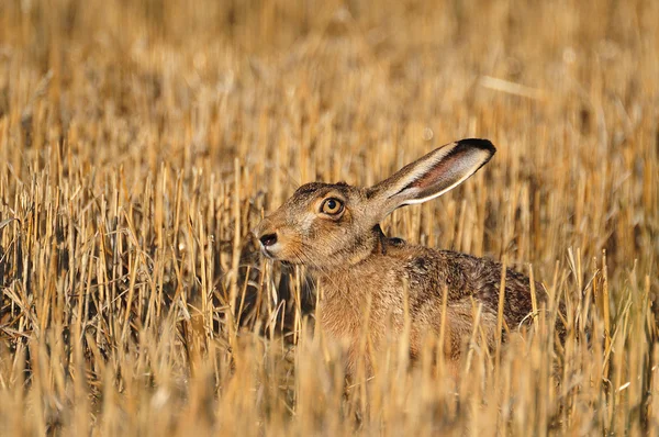 European wild rabbit — Stock Photo, Image