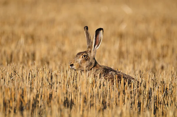 European wild rabbit — Stock Photo, Image