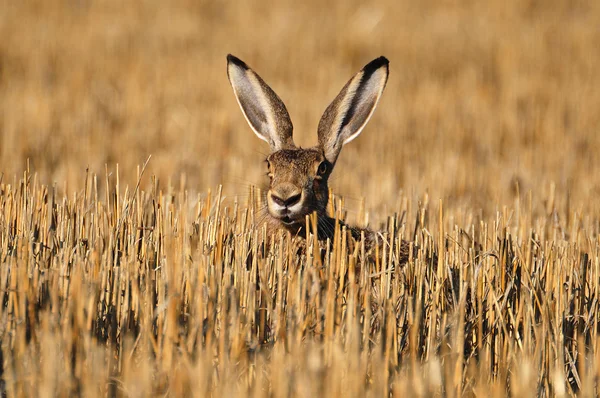 European wild rabbit — Stock Photo, Image