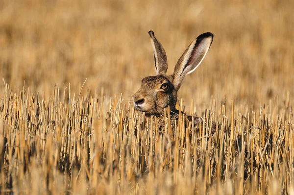 European wild rabbit — Stock Photo, Image