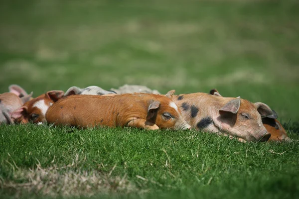 Colorfull pigs — Stock Photo, Image