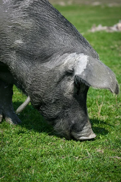Black pig — Stock Photo, Image