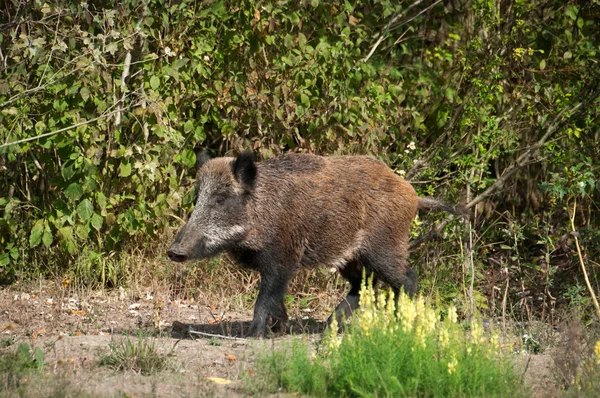 Wild boar family — Stock Photo, Image