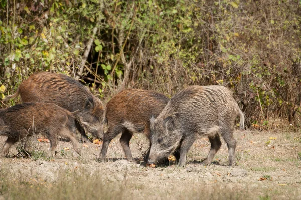 Wild boar family — Stock Photo, Image